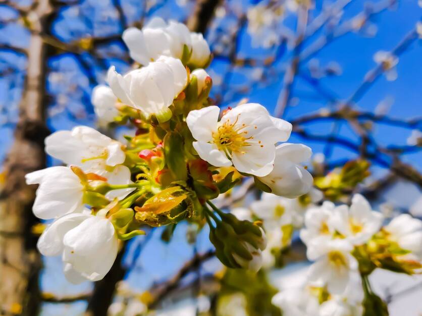 Kirschblüten im Frühsommer