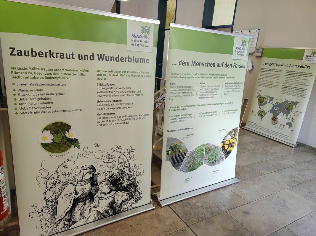BUND Naturschutz - Ausstellung Wildpflanzen Rathaus Heßdorf - Zauberkraut und Wunderblume